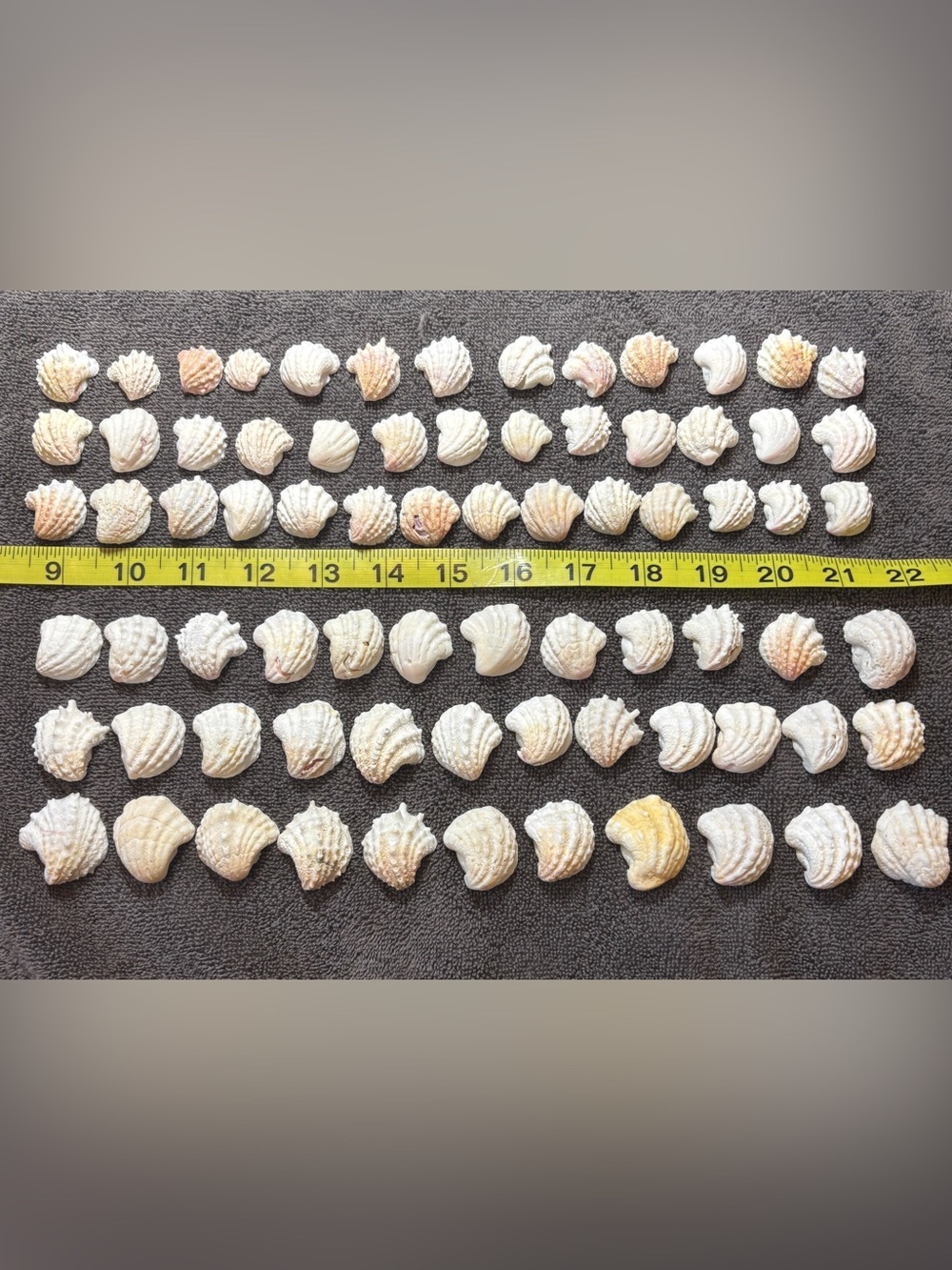 75 - Sanibel Island Jewelry Box Seashell Collection.  Great for crafters.